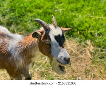 Goat At A UK Farm