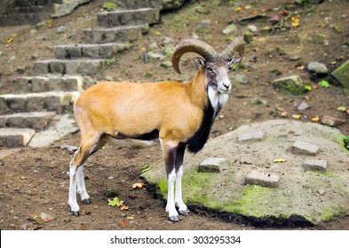 Goat Urial