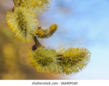 Goat Willow