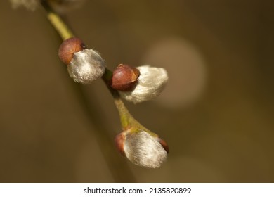 Goat willow buds ready to burst