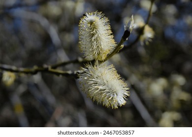 Goat willow or great sallow (Salix caprea) male catkin close-up on a blurred background - Powered by Shutterstock
