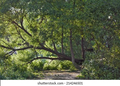 Goat Willow. Old Tree.