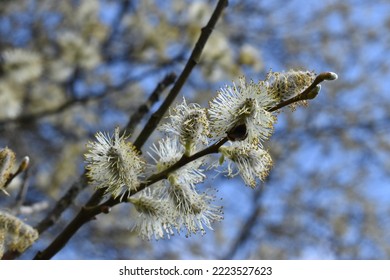 Goat willow, pussy willow or great sallow - Shutterstock ID 2223527623