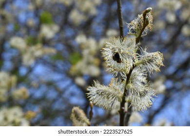 Goat willow, pussy willow or great sallow - Shutterstock ID 2223527625