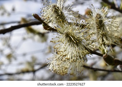 Goat willow, pussy willow or great sallow - Shutterstock ID 2223527627