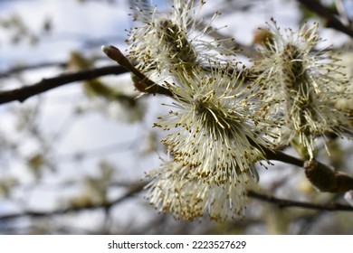 Goat willow, pussy willow or great sallow - Shutterstock ID 2223527629