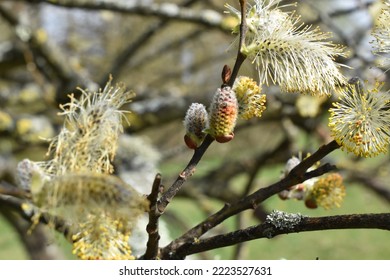 Goat willow, pussy willow or great sallow - Shutterstock ID 2223527631