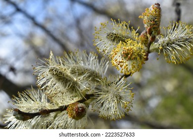 Goat willow, pussy willow or great sallow - Shutterstock ID 2223527633