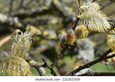 Goat willow, pussy willow or great sallow - Shutterstock ID 2223527635