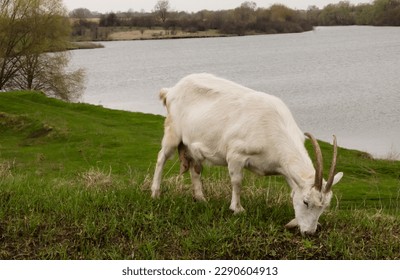 goat,goats are animals in the pasture, the goat eats grass - Shutterstock ID 2290604913