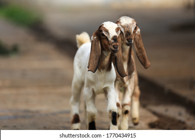 Daging Kambing High Res Stock Images Shutterstock