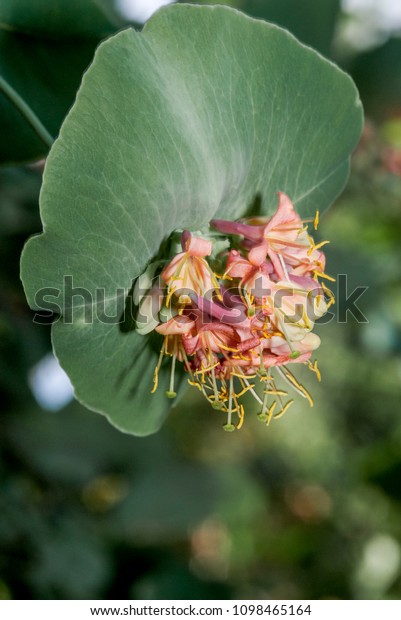 Goatleaf Honeysuckle Lonicera Caprifolium Garden Moscow Stock Photo Edit Now