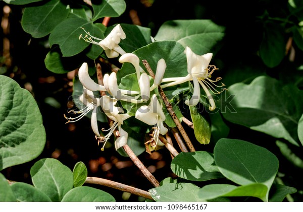 Goatleaf Honeysuckle Lonicera Caprifolium Garden Moscow Stock Photo Edit Now