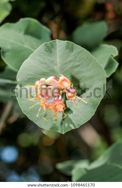 Goatleaf Honeysuckle Lonicera Caprifolium Garden Moscow Stock Photo Edit Now