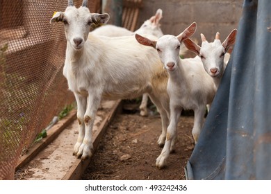 goats