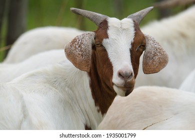 Goats Along The Rural Farmlands Of South Africa