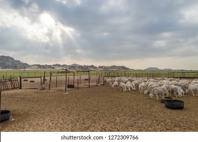 Arabian Goats Images, Stock Photos & Vectors  Shutterstock