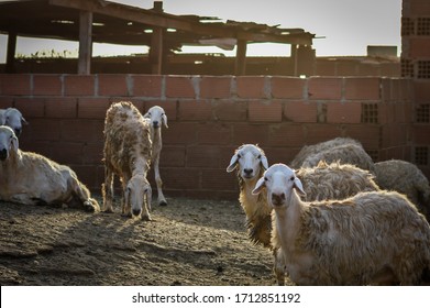 Goats In The Arabian Farm Of Saudi Arabia