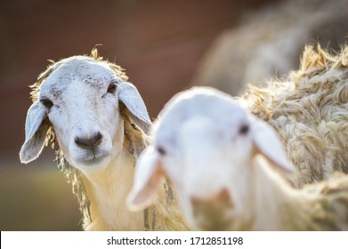 Goats In The Arabian Farm Of Saudi Arabia