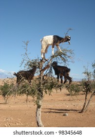Goats in Argan tree, Morocco