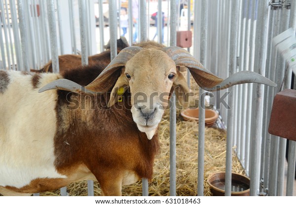 Goats Barn This Goat Good Breeder Stock Image Download Now