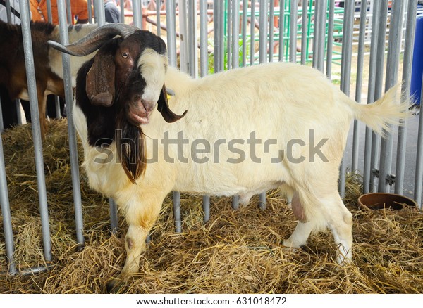 Goats Barn This Goat Good Breeder Stock Photo Edit Now 631018472