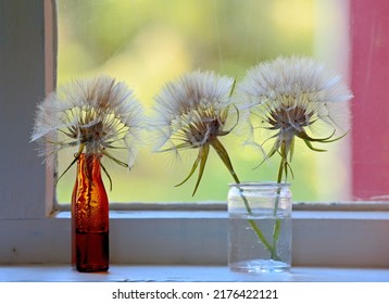 Goats Beards Seeds In Pappus Ball