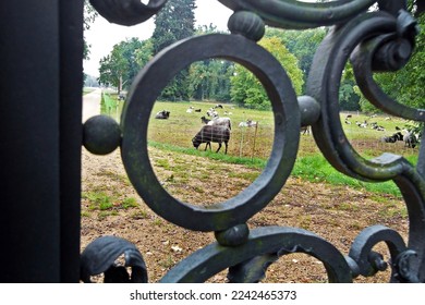           goats behind a wrought iron gate                     