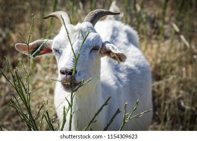 Goats Being Used In California To Keep Wildfire Risk Down. Environmentally Friendly Brush Control. Grazing In A Neighborhood. Wildfire Prevention