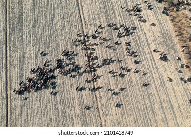 Goats In Beqaa Valley In Lebanon