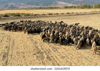 Goats In Beqaa Valley In Lebanon