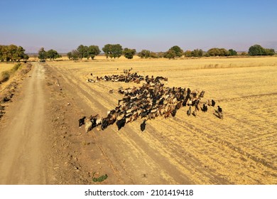 Goats In Beqaa Valley In Lebanon