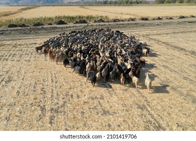 Goats In Beqaa Valley In Lebanon