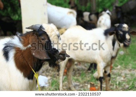 Goats (Capra aegagrus hircus and sheep (Ovis aries) for the sacrifice of Eid al-Adha 1444 H are widely sold at the Animal Market