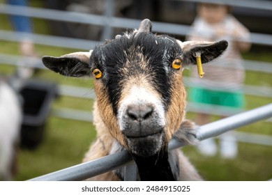 Goats' close-up pictures. Picture of the Goats in nature, taken in the UK. Goats were an attraction for kids and families at the family festival. Different colored goats looking at the camera.