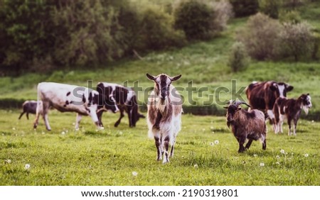 Goats, cows and sheep grazing in a grass field, on a farm animal sanctuary