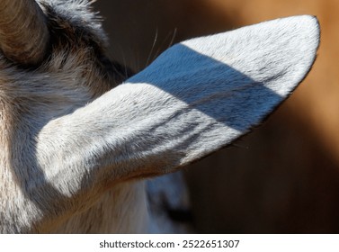 A goat's ear is shown in a shadow, with the sun shining on it. Concept of warmth and tranquility, as the sun's rays create a peaceful atmosphere - Powered by Shutterstock