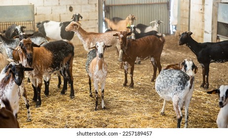 Goats with ear tags staying on cattle farm. Farm livestock farming for the industrial production of goat milk dairy products - Powered by Shutterstock