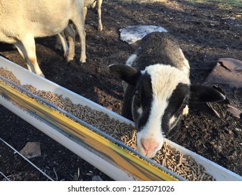 Goats Easting Grain From a Trough - Shutterstock ID 2125071026