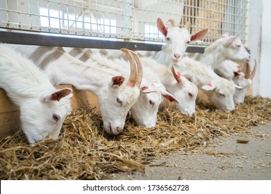 Goats eat hay or grass on the farm. Farm livestock farming for the industrial production of goat milk dairy products - Shutterstock ID 1736562728