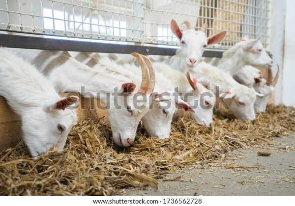 \
Goats\
eat hay or grass on the farm. Farm livestock farming for the\
industrial production of goat milk dairy\
products