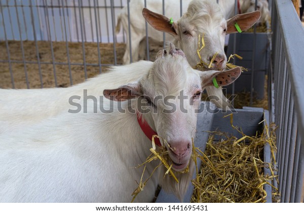 Goats Eaten Feeders On Farm Agriculture Stock Photo Edit Now