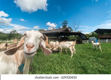 Goats eating grass,Goat on a pasture,Goat on a pasture of chiangmai thailand
