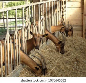 Goat Barn Images Stock Photos Vectors Shutterstock