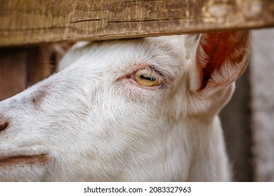 Goat's Eye Close Up. White Goat. Macro