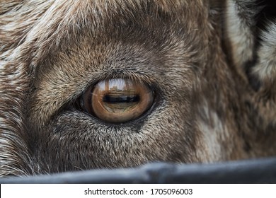 Goat's Eye And Face Macro Close Up