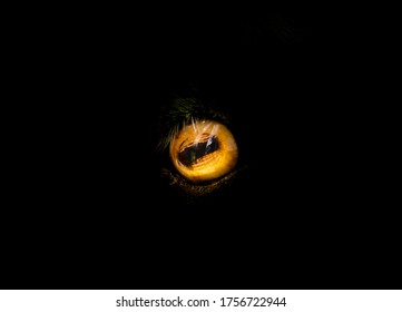 Goat's eye on a black background. Goat eye 