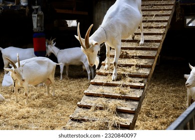 Goats at the farm near Amsterdam, The Netherlands. Farm livestock farming for the industrial production of goat milk dairy products.  - Powered by Shutterstock