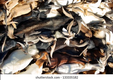 Goats At A Farmers Market, San Angelo, Tom Green County, West Texas, US.  Can Be Used As A Background.