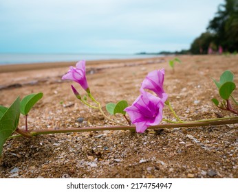 Goat's Foot Creeper Or Beach Morning Glory.